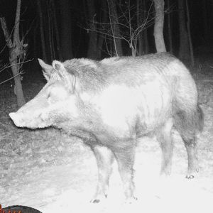 Meet your Posher, Adam